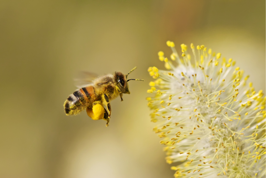 La Garde célèbre la Semaine de l’Abeille du 22 au 27 septembre !