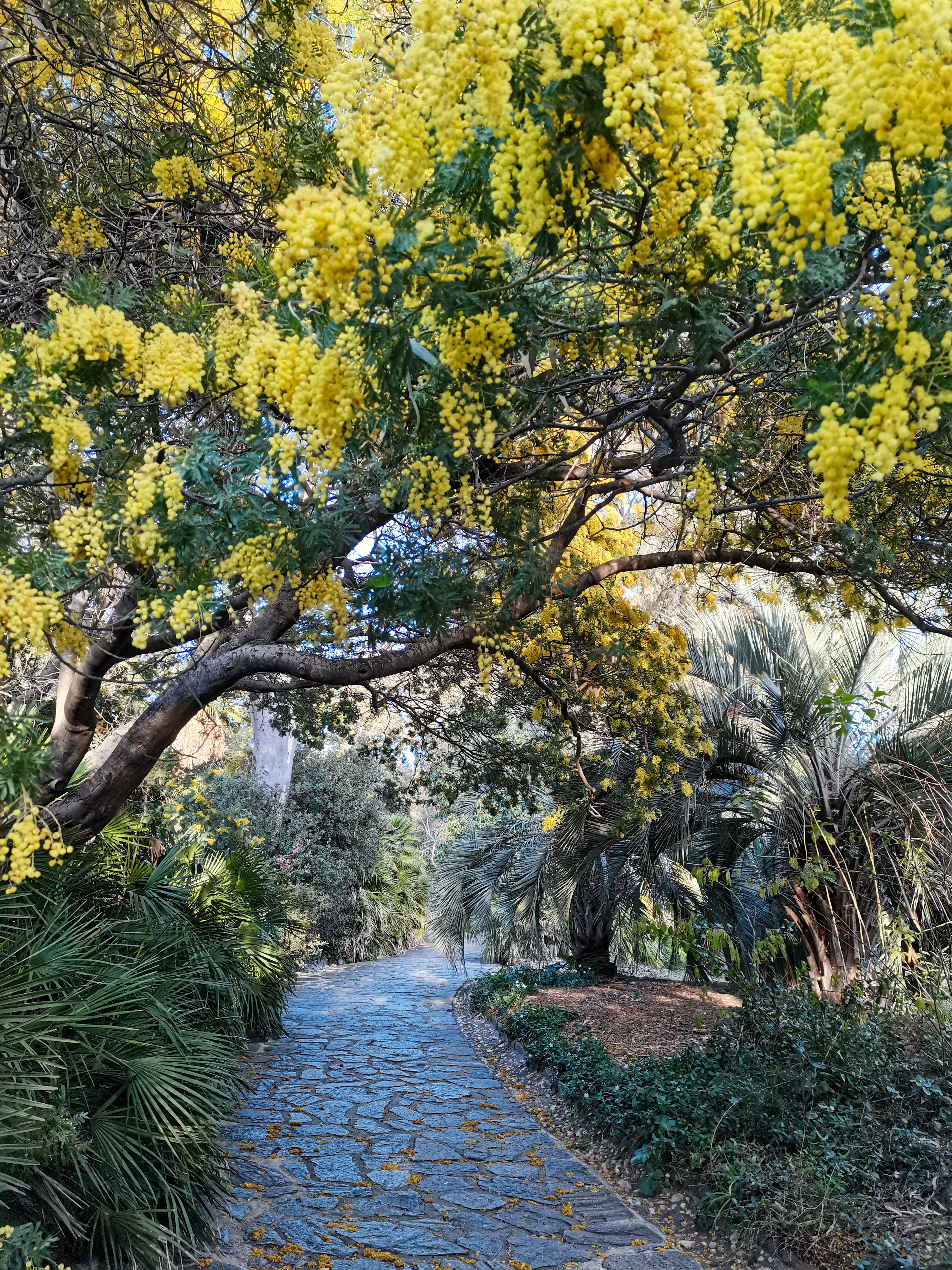 Mimosas &copy; Domaine du Rayol, Goscha Besan&ccedil;on (1020).jpg (15.72 MB)