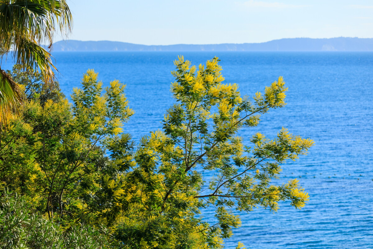 Rayol- Canadel sur Mer - Camille Moirenc.jpg (467 KB)