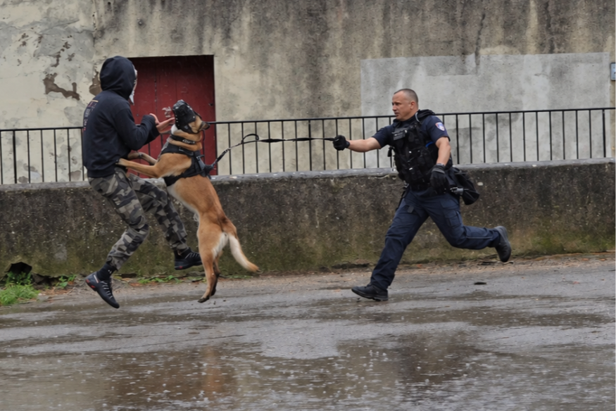 Au Luc, les brigades cynophiles s’entraînent ensemble
